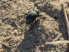 Philolithus sordidus