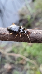 Patrobus longicornis