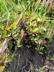 Gentiana newberryi