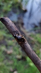 Patrobus longicornis