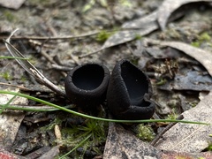 Urnula