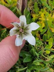 Gentiana newberryi