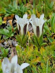 Gentiana newberryi