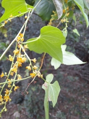 Dioscorea