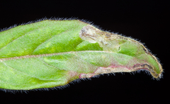 Mompha argentimaculella