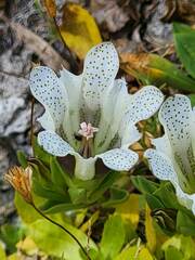 Gentiana newberryi