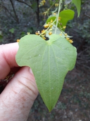 Dioscorea
