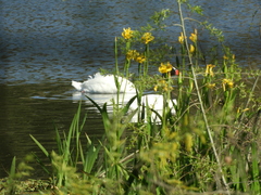 Cygnus melancoryphus