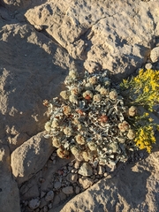 Eriogonum pauciflorum