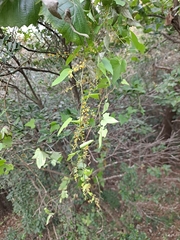 Dioscorea