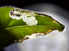 Mompha argentimaculella