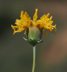 Thelesperma megapotamicum