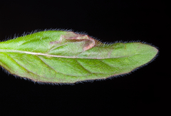 Mompha argentimaculella