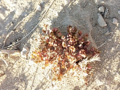 Mirabilis multiflora