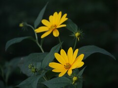 Helianthus