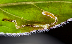 Mompha argentimaculella