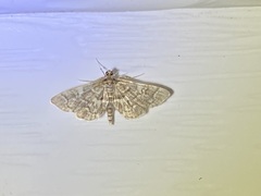 Anageshna primordialis