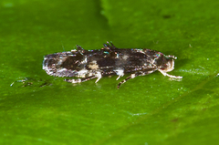 Mompha argentimaculella