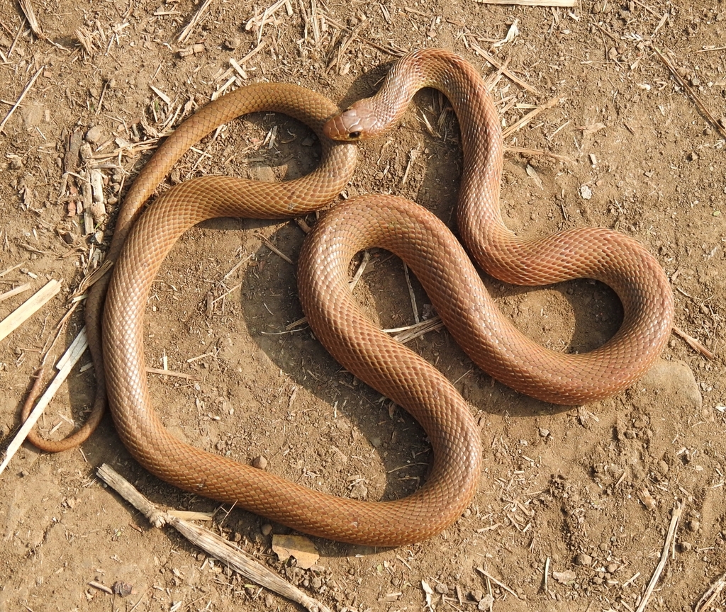 Banded Racer