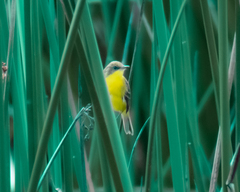 Pseudocolopteryx acutipennis