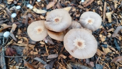 Bolbitius coprophilus