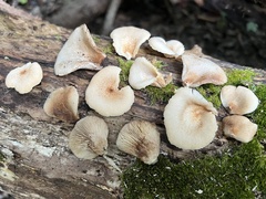 Crepidotaceae
