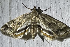 Parapoynx obscuralis