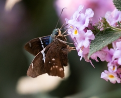 Eudamini