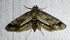 Parapoynx obscuralis