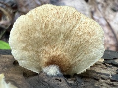 Crepidotaceae