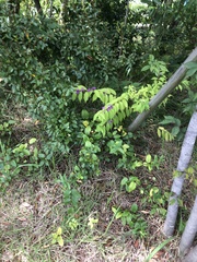 Callicarpa