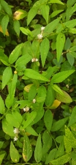 Alternanthera