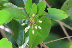 Aegiceras corniculatum