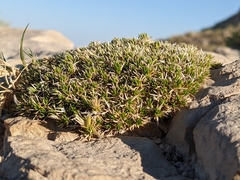 Caryophyllales