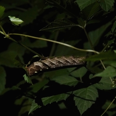 Sphingidae