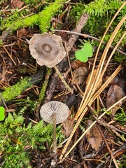 Tephrocybe rancida