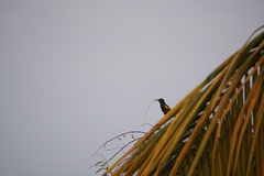 Cassiculus melanicterus