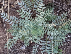 Astragalus douglasii