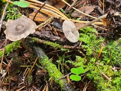 Tephrocybe rancida