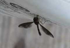 Ocyptamus fuscipennis