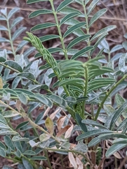 Astragalus douglasii