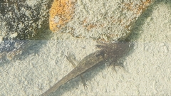Ambystoma