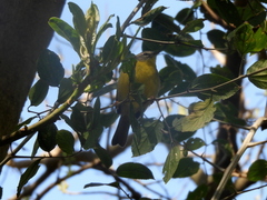 Basileuterus culicivorus