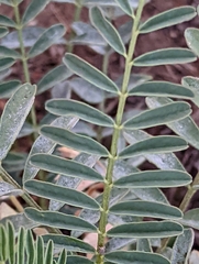 Astragalus douglasii