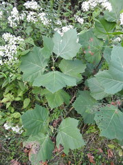 Platanus occidentalis