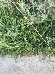 Helichrysum luteoalbum