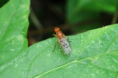 Dryomyza