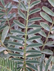 Astragalus douglasii
