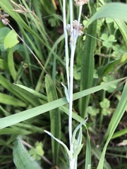 Helichrysum luteoalbum
