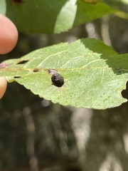 Caryomyia